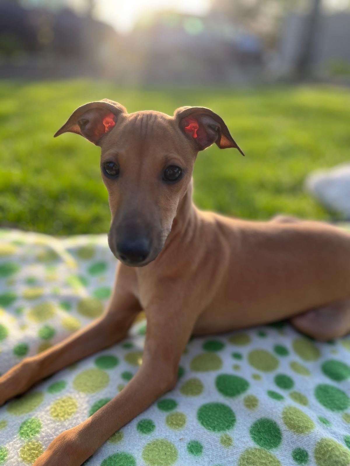 Caramel Duke