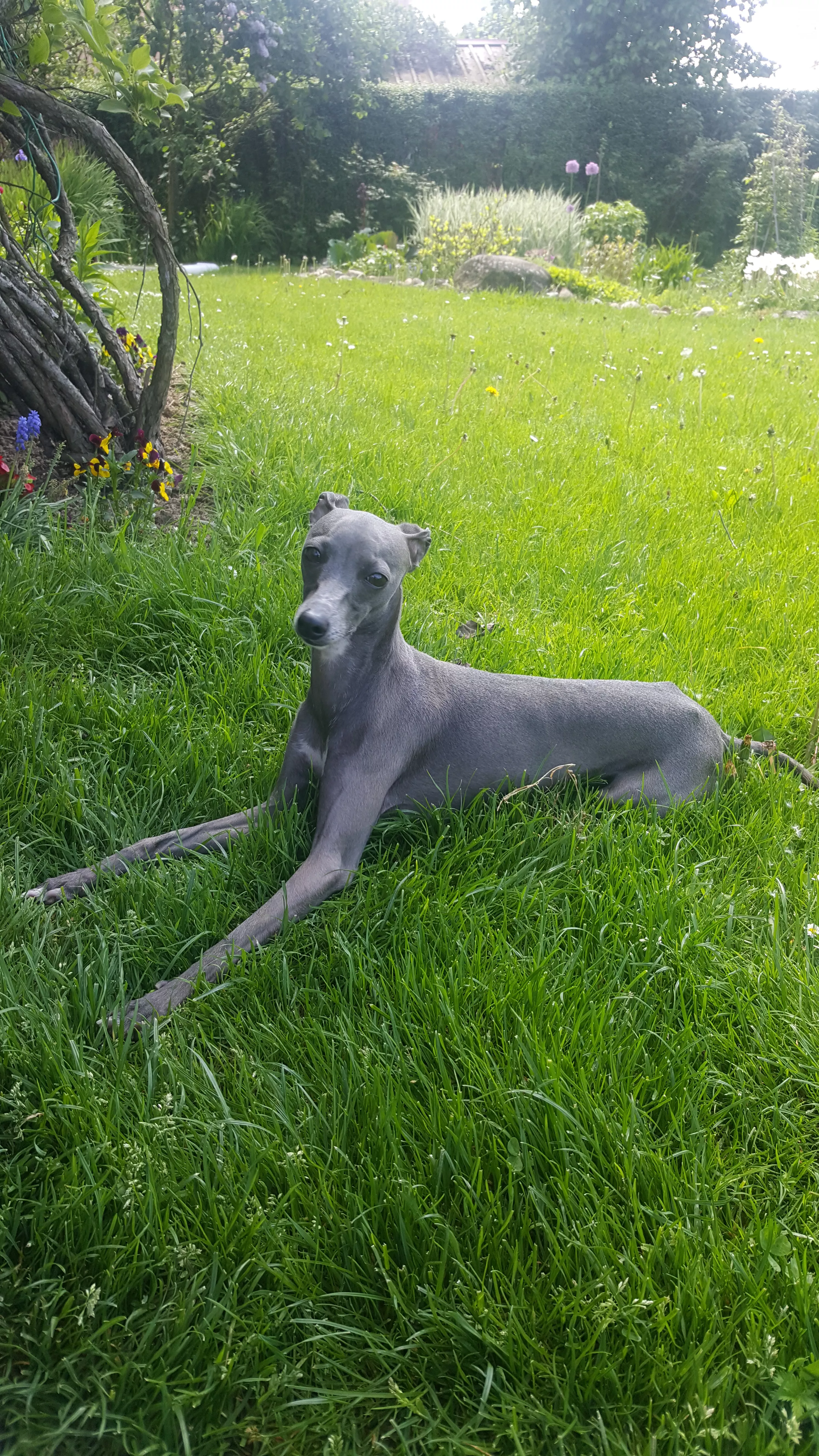 Bohemian Rhapsody Tesori Di Carli